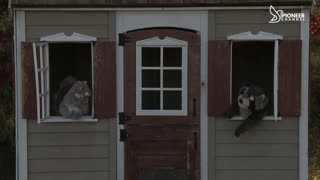 Pioneer Channel LIVE