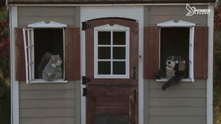 Pioneer Channel LIVE