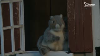 Pioneer Channel LIVE