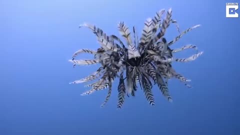 An underwater encounter with the beautiful and unusual "feather star"