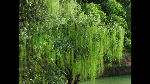 Lord Winter - Willow