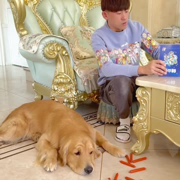 Funny video of dog stealing food from humans video 2025 skc.com 67