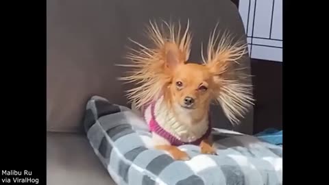 Your Daily Dose Of Internet - The Funniest Dog Videos Ever!