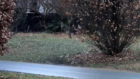Kangaroos hopping