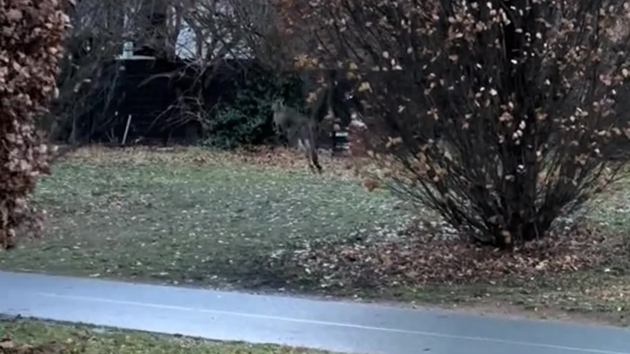 Kangaroos hopping
