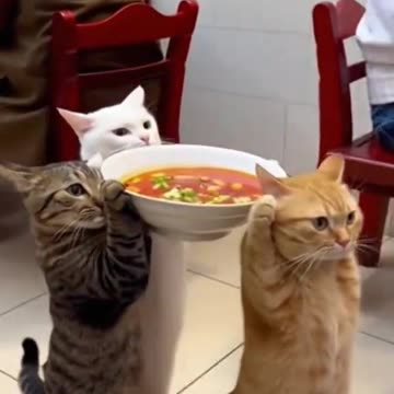 China' A new restaurant where cats serve food