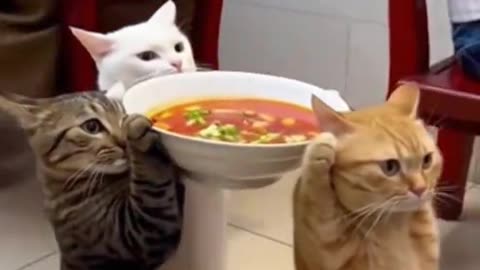 China' A new restaurant where cats serve food