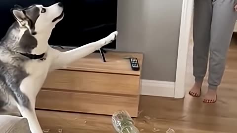 Funny Moments Between Cat 😺 & Dogs 🐶🤭😂