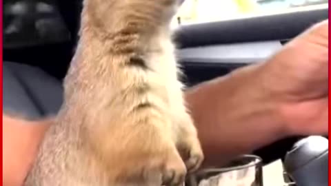 Prairie Dog’s Day Out 🌞