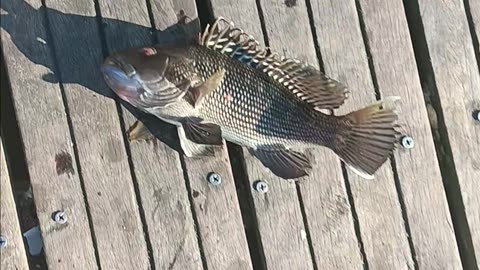 Black Sea bass