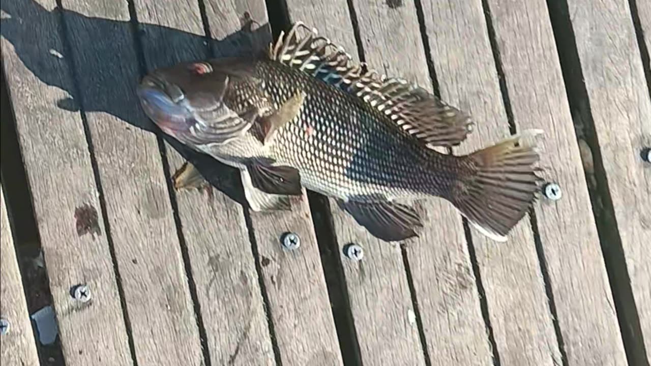 Black Sea bass
