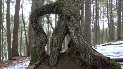 Rad Roots