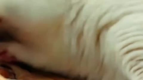 Dumpling Cat 🥟🐱