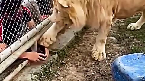 Normal Animal vs The STRONGEST Beast in the Zoo! 🦁💥