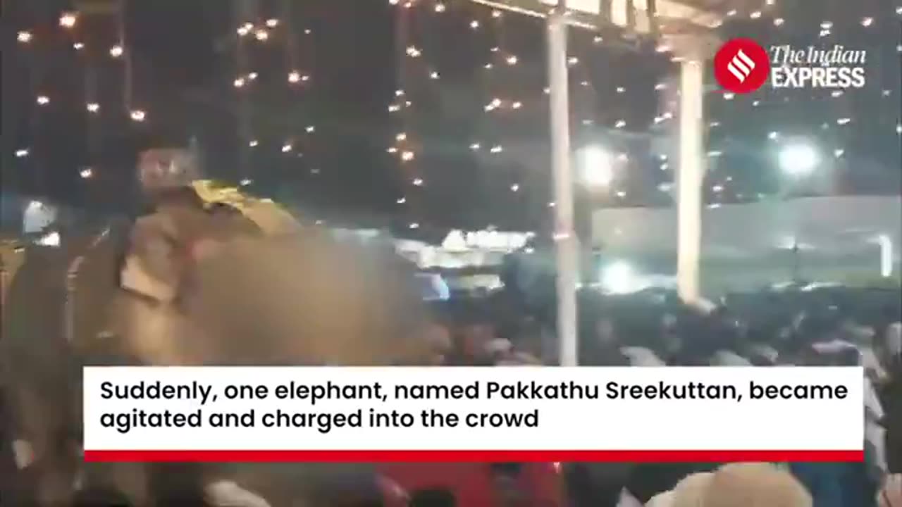 Indian Festival Turns Chaotic as Elephant Rampage Injures 17. 🐘🐘