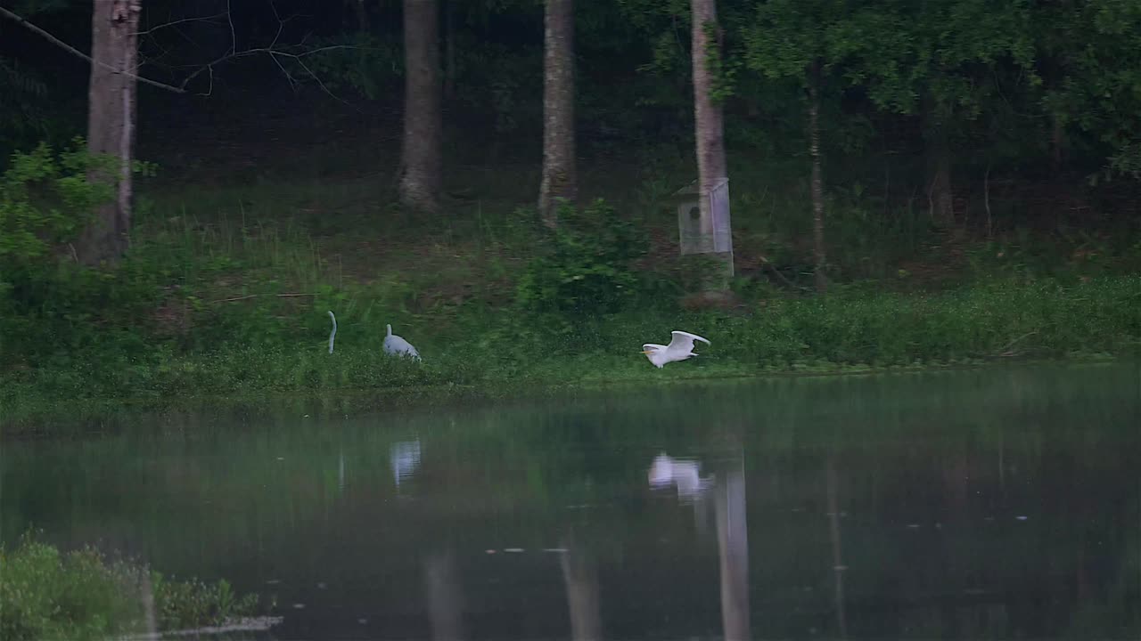 Egrets at Play