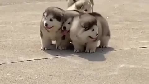 Cute dogs short video