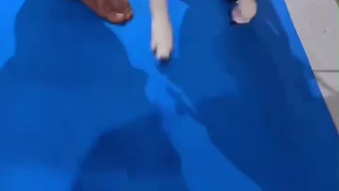 A Dog's Life Through AND After Paralysis