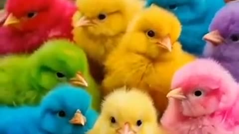 Colored baby chicks/ rainbow chicks short#cute #animals #birds #chicks #babychicken #shortvideo