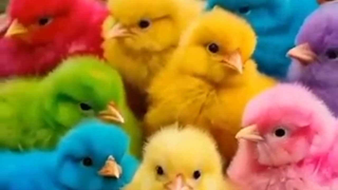 Colored baby chicks/ rainbow chicks short#cute #animals #birds #chicks #babychicken #shortvideo