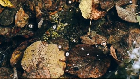 Daily Horoscope | Virgo 🌟