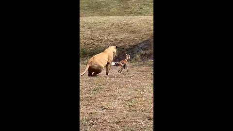 wild jungle live of leopard