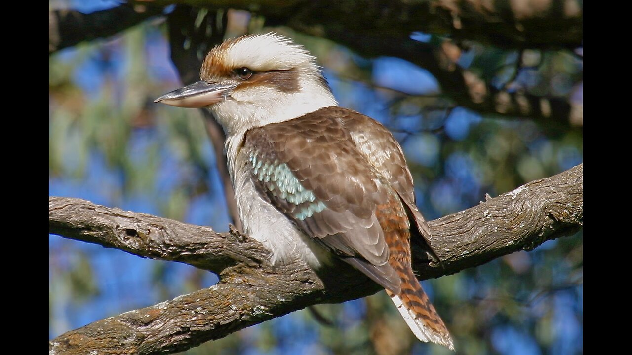 kookaburra Chills to-Past lives-sapientdream 2025.
