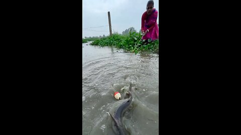 Fishing video🐬🐬_ Village Lady Hook Fishing In Mud Water