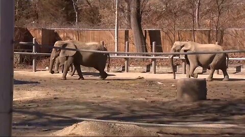 Roger Williams Park Zoo prepares for 'bittersweet' rehoming of 3 African elephants