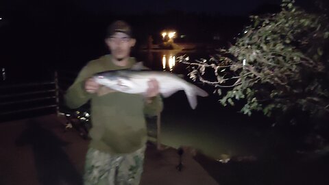 Blue catfish