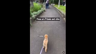 Love All Life Always #363 - Dogs Know Where They Are Needed - They Are Love Machines ❤️