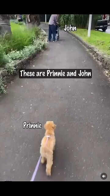 Love All Life Always #363 - Dogs Know Where They Are Needed - They Are Love Machines ❤️