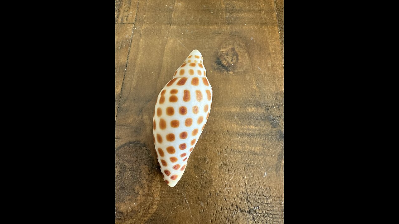 Livestream Highlights | Another Junonia In The Bucket!