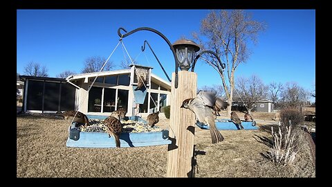 Life at the bird feeder