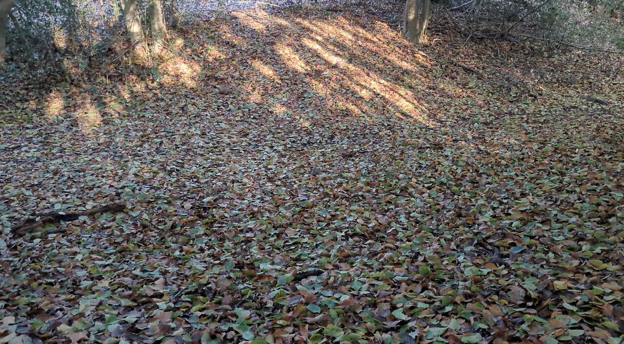 Monodruid (Live) Keston — Keston Common (4th September, 2025)