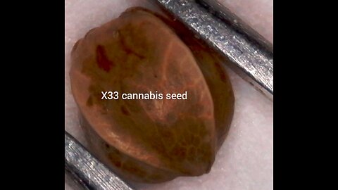 X33 cannabis seed twins