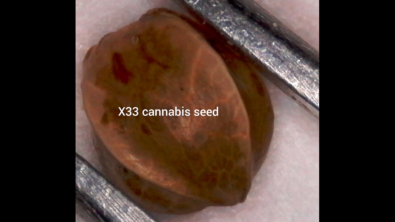 X33 cannabis seed twins