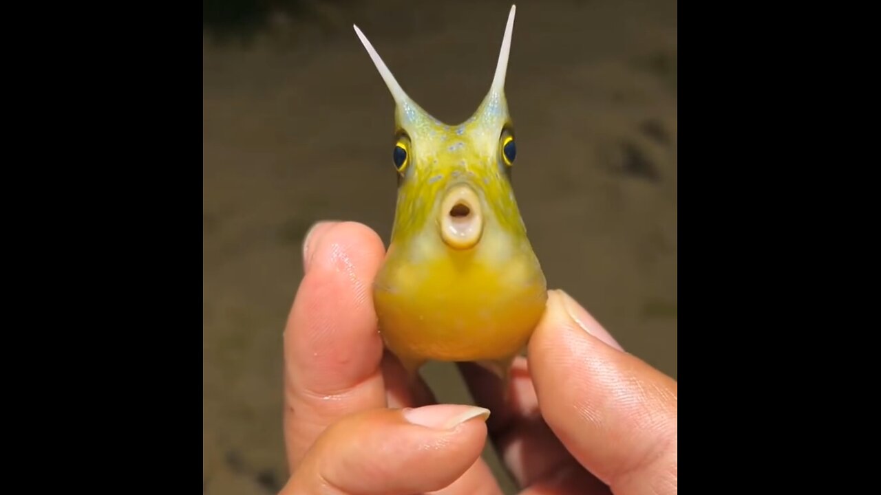 Longhorn cowfish what a beautiful creature!