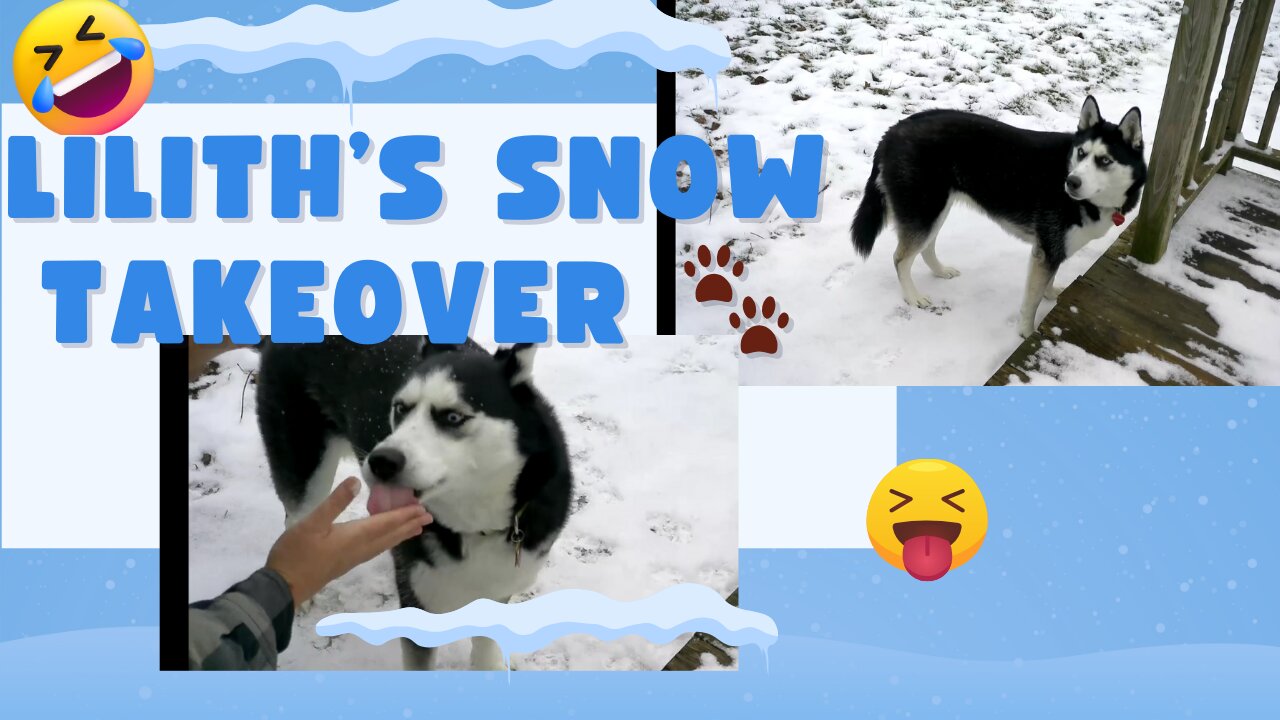 Meet Lilith, My Feisty Husky! Snow Day Shenanigans ❄️🐾