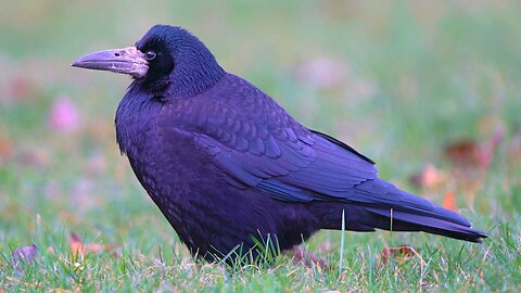 Rook Assessing My Threat Level on a Field of Grass