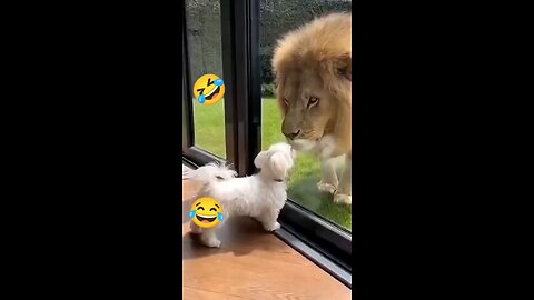 funny videos