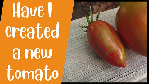 I created a new tomato