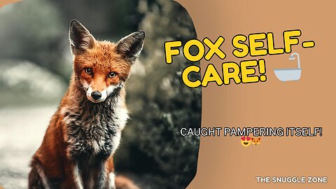 FOX SELF-CARE MODE ON 🦊💦 | Adorable Red Fox Grooms & Rolls Around