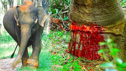 Heroes in Action: Deadly Snare Pulled Out of Elephant’s Leg