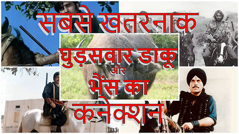 Sabse bade Daaku or Bhains ka Connetion