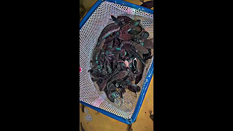 channa stewarty full reconditioned. ready 300pcs +-