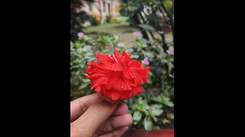 A Beautiful Flower 🌹 With Beautiful Day