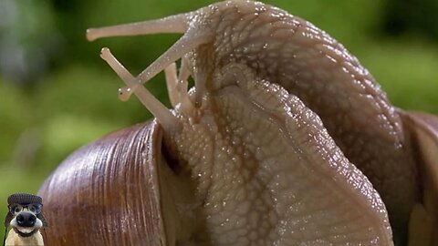 MicroCosmos: Journey Into the Hidden World of Insects - Nature's Smallest Miracles Revealed
