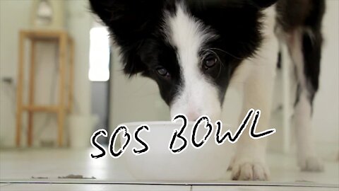 SOS BOWL: What are you PUTTING in your dog's dish?