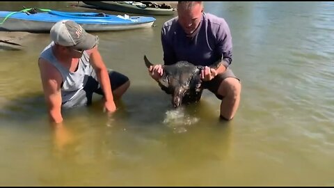 Digging an old bison skull out of a river bottom.